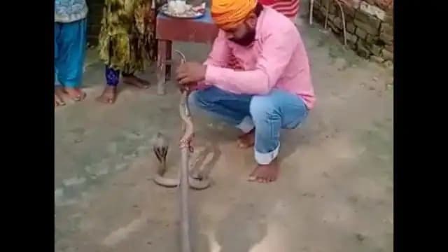 Video भाई ने बहन से सांप को बंधवाई राखी, विषधर ने भाई की ले ली जान