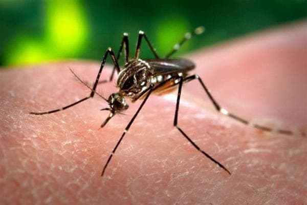 Dengue Update in Patna: एक महीने में सिर्फ PMCH में 67 भर्ती, सबसे अधिक राजधानी के मरीज