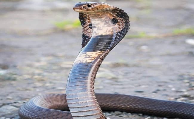 बिहार में सांप से विष निकालने की मंत्री से मांगी अनुमति, जानिये कितना महंगा है एक ग्राम जहर