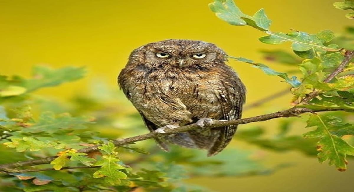 उल्लू के कारण तीन साल के लिए जा सकते हैं जेल, जानें दिवाली को लेकर क्यों सचेत कर रही बिहार सरकार...