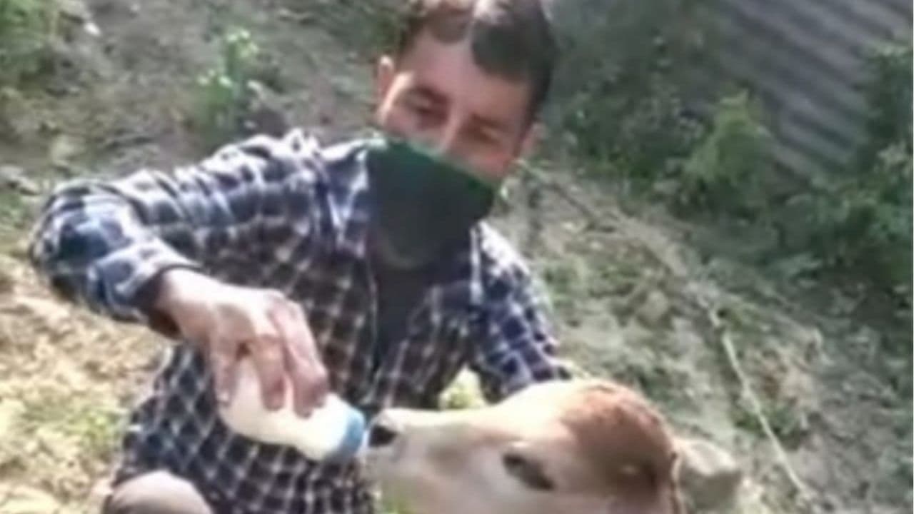 Agra News: मुस्लिम युवक ने दिखायी इंसानियत, 6 दिन से बीमार पड़ी गाय और गोवंश का किया उपचार