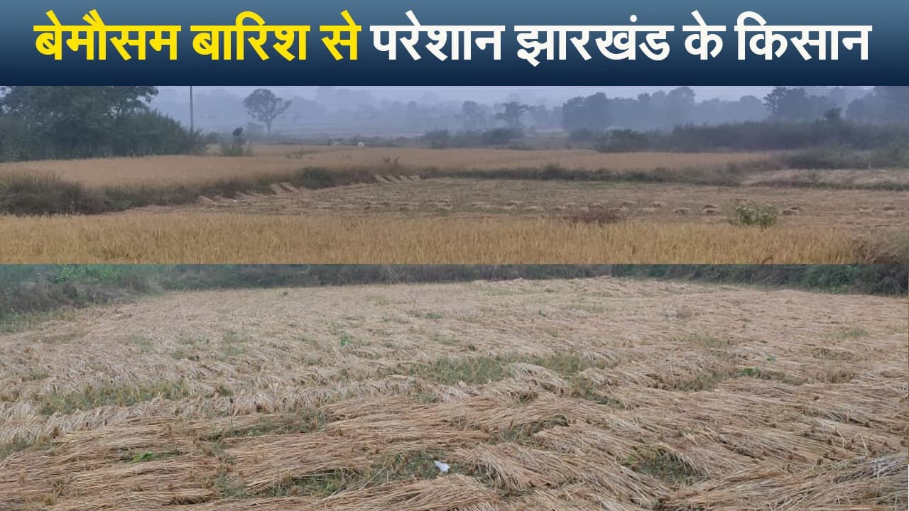 सरायकेला खरसावां में लगातार बारिश से धान की फसल बर्बाद, मायूस  किसान