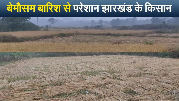 सरायकेला खरसावां में लगातार बारिश से धान की फसल बर्बाद, मायूस  किसान