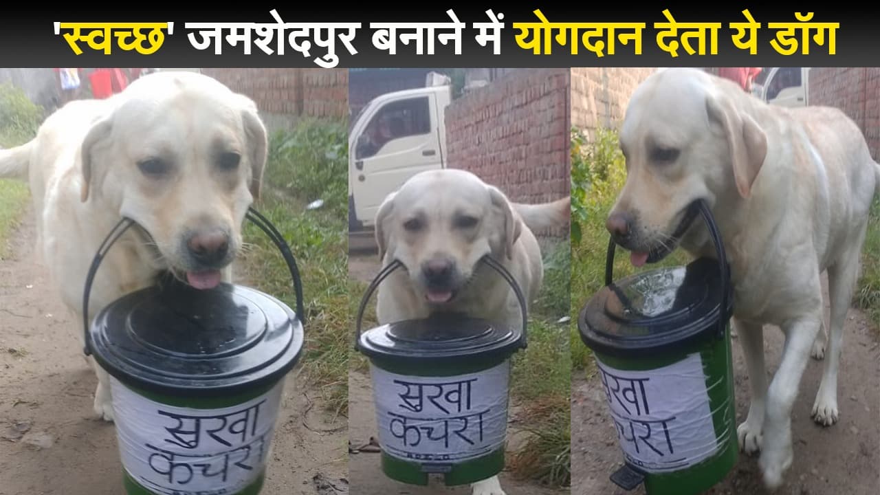 'गाड़ी वाला आया घर से कचरा...' सुनते ही कचरे का डिब्बा लेकर आता है ये डॉग, स्वच्छता में दे रहा योगदान