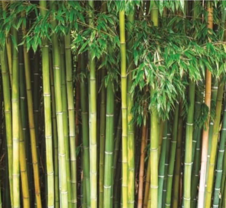 बरेली की 'पहचान' से युवाओं को मिलेगा रोजगार, राष्ट्रीय बैंबू मिशन के तहत कवायद शुरू