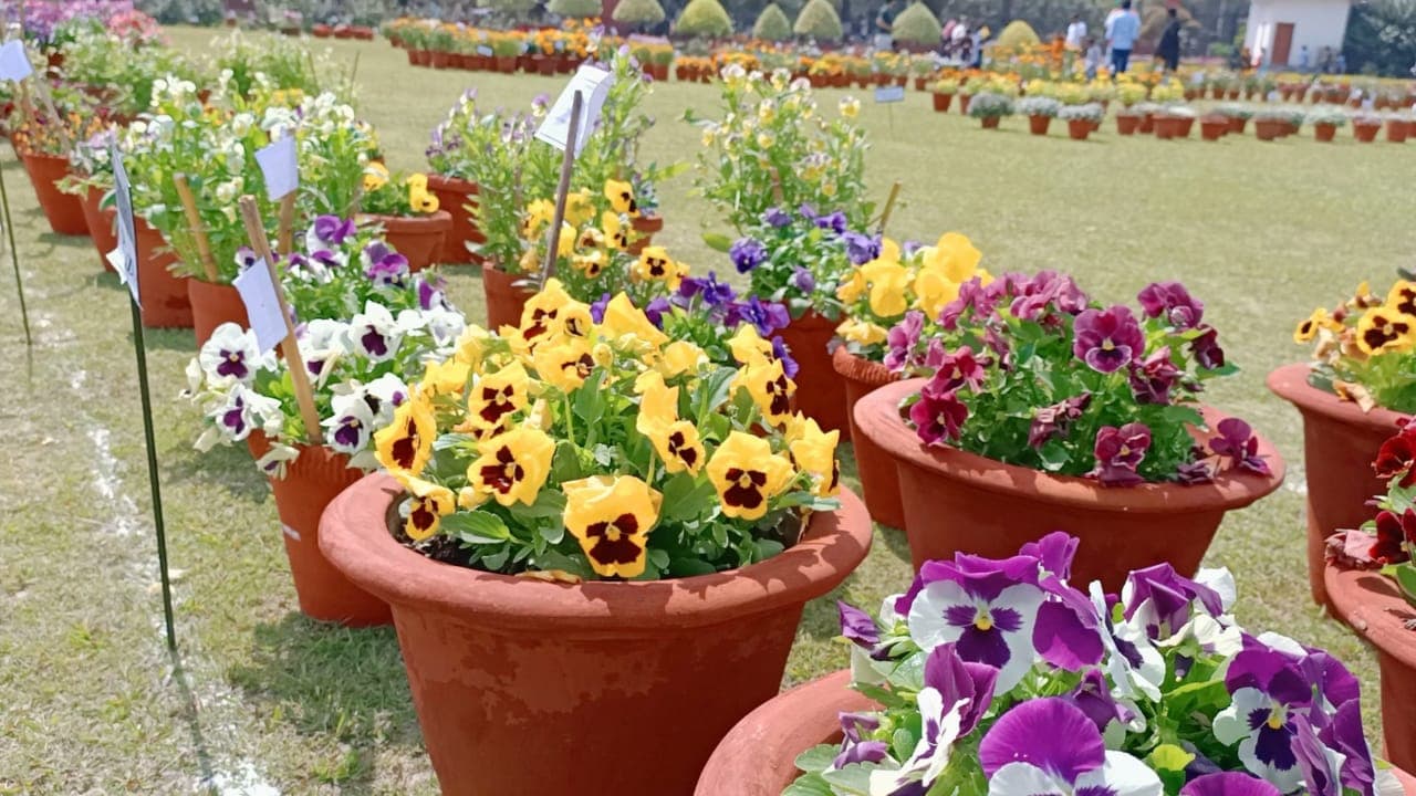Aligarh News: एएमयू में पुष्प प्रदर्शनी का आयोजन, 217 प्रतिभागियों को मिला पुरस्कार