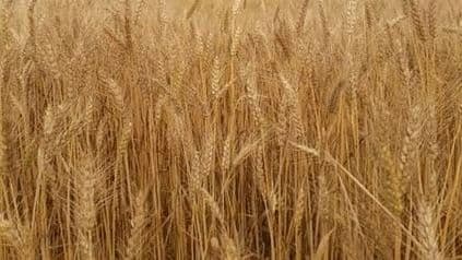 Aligarh News: अलीगढ़ के 99 क्रय केंद्रों पर खरीदा जाएगा गेहूं, जानें रेट