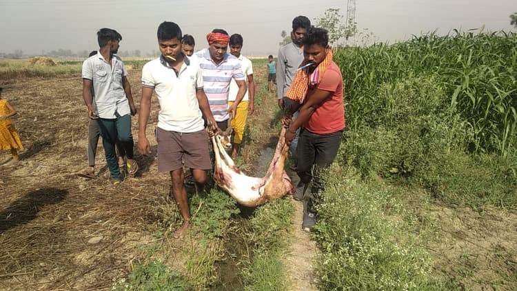 BiharNews: पटना के बिहटा में पुलिस को घायल हालत में मिला काला हिरण, वन विभाग के अधिकारी को दी सूचना