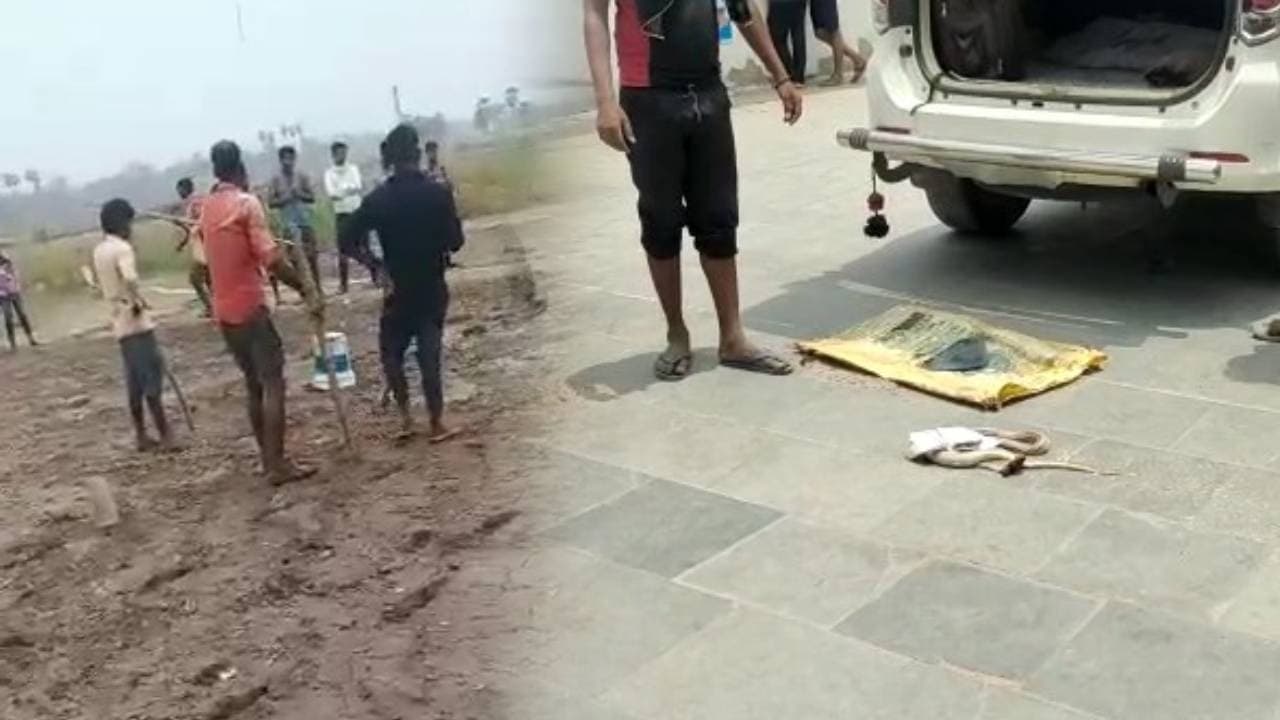 सीवान के सदर अस्पताल में कोबरा सांप लेकर पहुंचे पूर्व विधायक, हॉस्पिटल में मची अफरा-तफरी