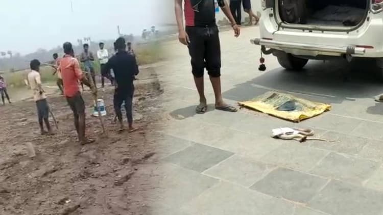 सीवान के सदर अस्पताल में कोबरा सांप लेकर पहुंचे पूर्व विधायक, हॉस्पिटल में मची अफरा-तफरी