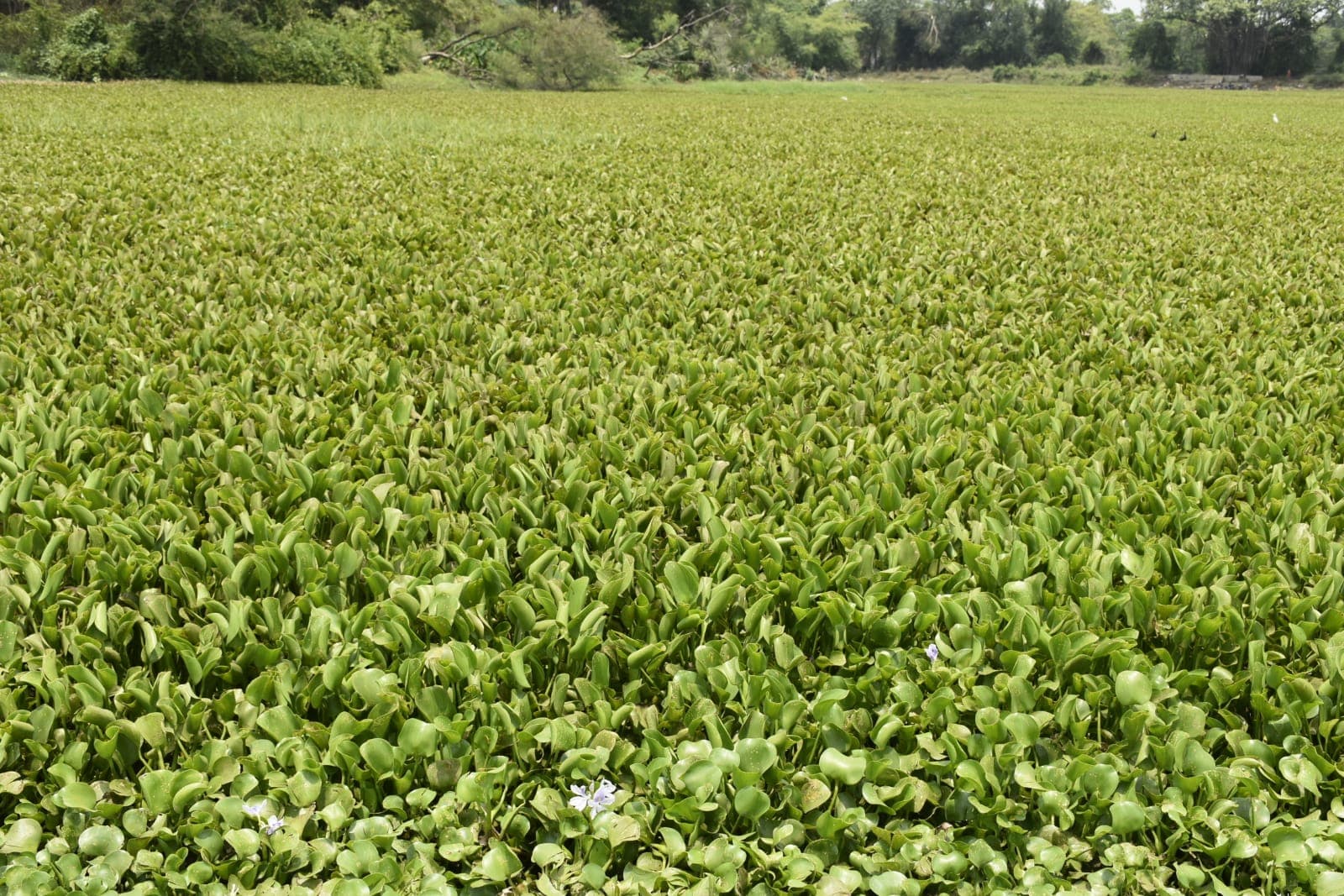 Bokaro : जलकुंभी से बनेगा डाइनिंग मैट, क्रॉसेस्ट, योगा मैट, बैग और टोकरी, बीएसएल ने शुरू की कवायद
