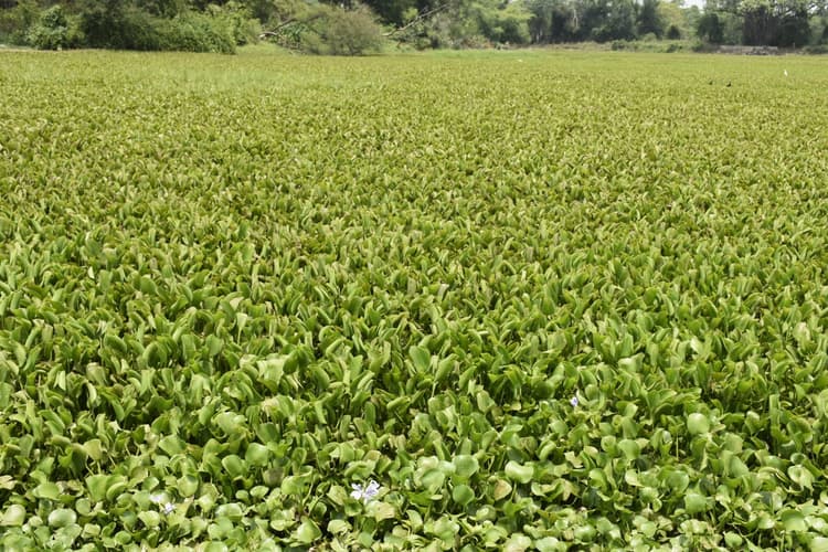 Bokaro : जलकुंभी से बनेगा डाइनिंग मैट, क्रॉसेस्ट, योगा मैट, बैग और टोकरी, बीएसएल ने शुरू की कवायद