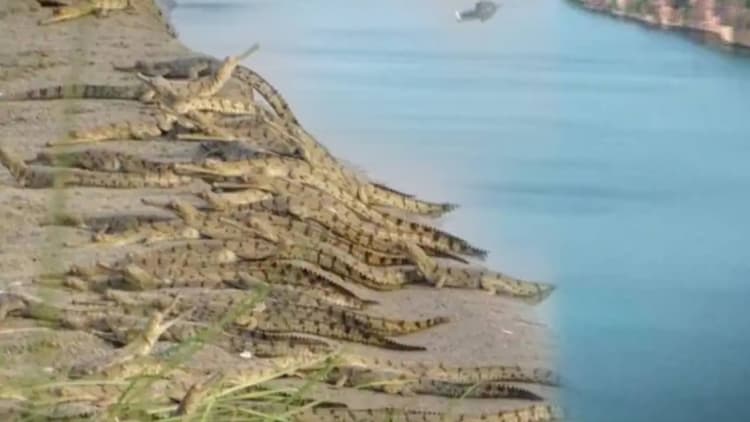 Valmiki Tiger Reserve: गंडक नदी में मिले 148  घड़ियाल के बच्चे, जानिए रखरखाव की क्या हो रही है व्यवस्था