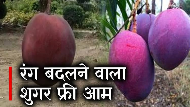 मुज़फ्फरपुर जिले में किसान उगा रहे शुगर फ्री आम, अमेरिकन ब्यूटी के नाम से है मशहूर