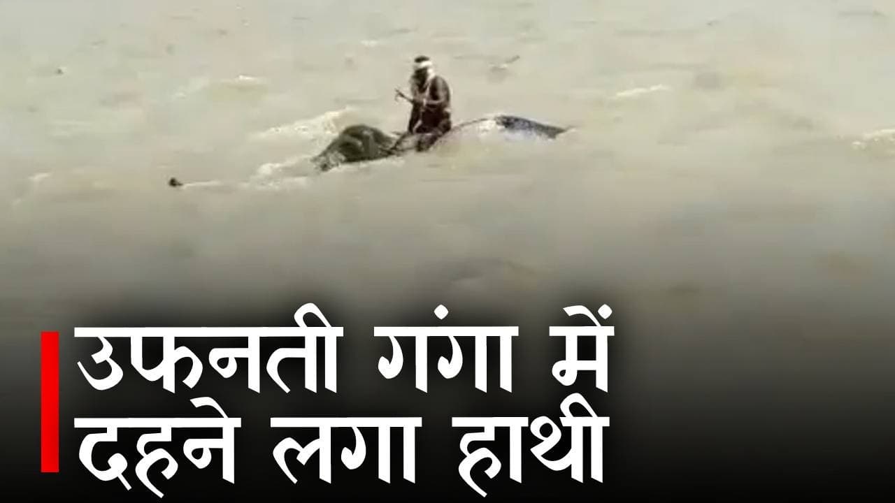 वैशाली में उफनती नदी को हाथी ने तैरकर किया पार, महावत के धैर्य और हाथी के संतुलन से बची जान