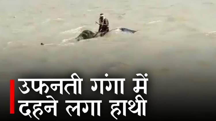 वैशाली में उफनती नदी को हाथी ने तैरकर किया पार, महावत के धैर्य और हाथी के संतुलन से बची जान