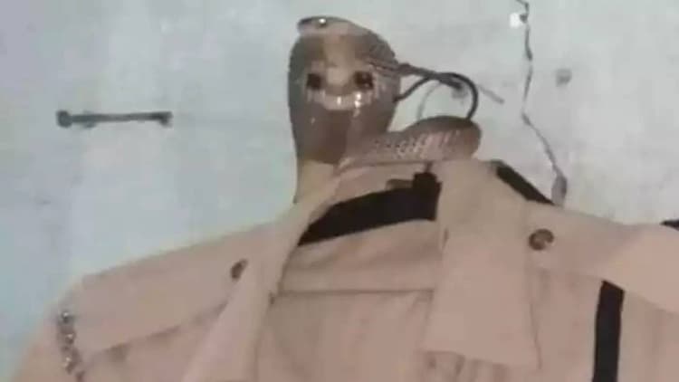 Bihar News: महिला पुलिसकर्मी की वर्दी में घुसकर बैठा था 'कोबरा', पढ़िए फिर क्या हुआ