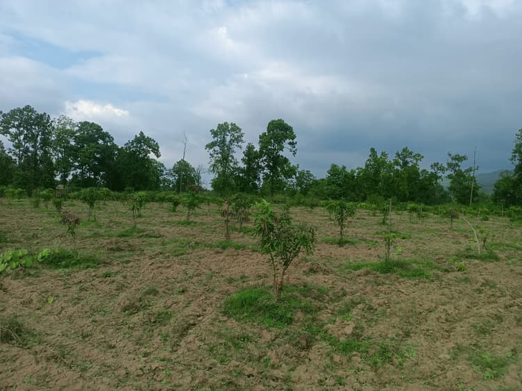 Jharkhand:  मनरेगा के तहत 8 करोड़ 40 लाख की लागत से 223 किसानों को आम बागवानी के लिए किया जा रहा प्रेरित