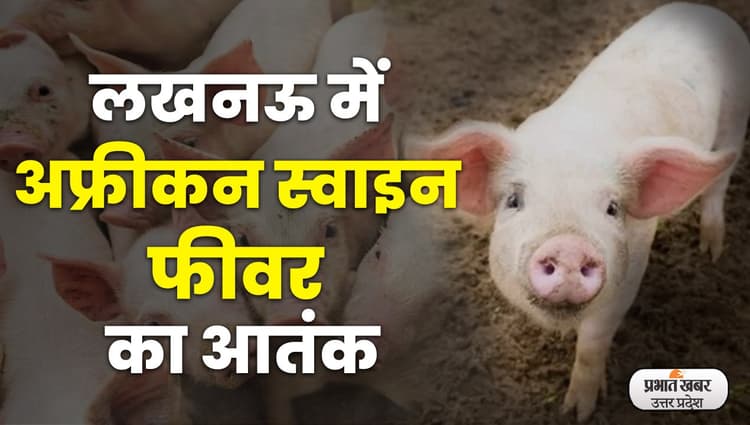 सूअरों की मौत का कारण अफ्रीकन स्वाइन फीवर है.