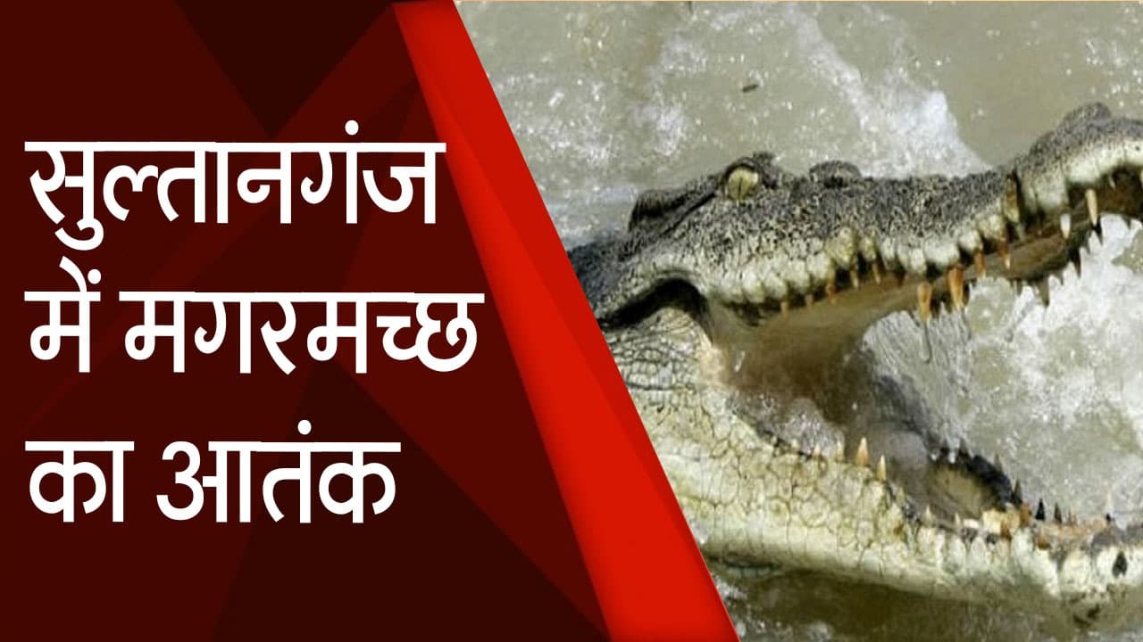 सुलतानगंज में गंगा नदी का जल स्तर बढ़ने से मगरमच्छ हुए गायब, अब डरने की नहीं है जरूरत