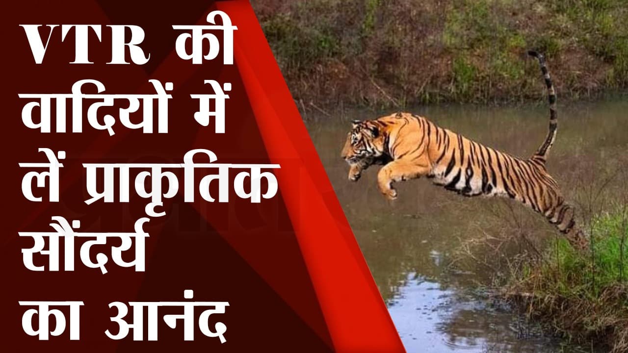 Valmiki Nagar Tiger Reserve : वाल्मीकि नगर की खूबसूरत वादियों में लें प्रकृति का आनंद
