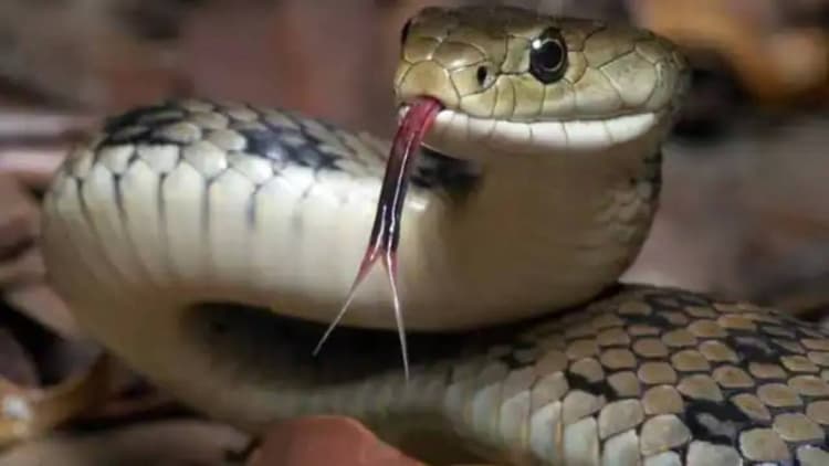 सर्पदंश पर तुरंत करें ये उपाय, उतर जाएगा जहर !, लापरवाही किया तो जा सकती है जान