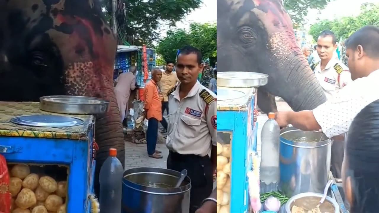 Viral VIDEO Elephant Eating  Golgappa: सड़क किनारे हाथी खाने लगा गोलगप्पे, देख आप कहेंगे- क्या बात है