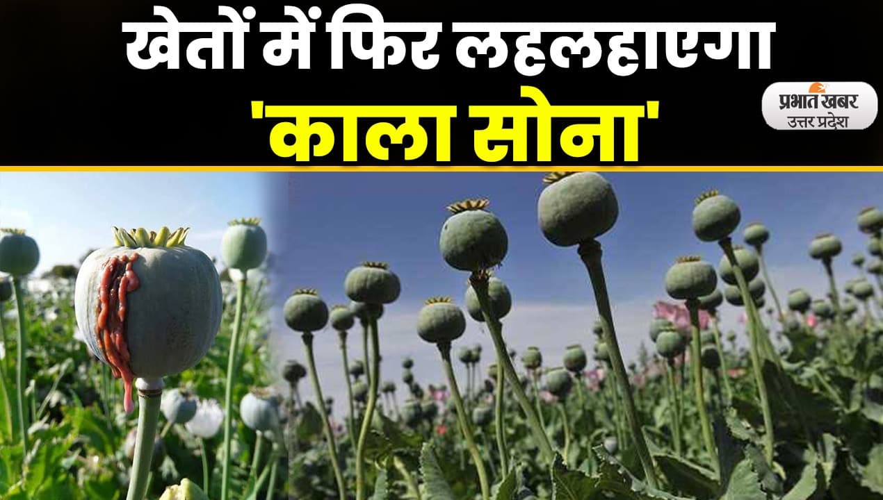 Opium Farming : अफीम की खेती के लिये लाइसेंस देने की प्रकिया शुरू