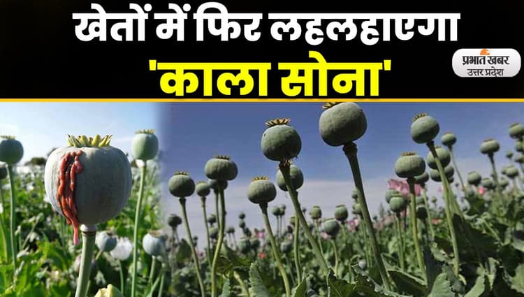 Opium Farming : अफीम की खेती के लिये लाइसेंस देने की प्रकिया शुरू