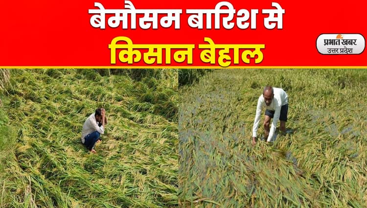 UP Heavy Rain: भारी बारिश के चलते तैयार खड़ी हजारों बीघा फ़सल बर्बाद