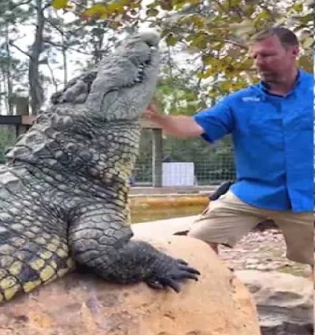 Playing With Crocodile: मगरमच्छ के साथ मस्ती,  Social Media Viral Video  देखे सहमे लोग!