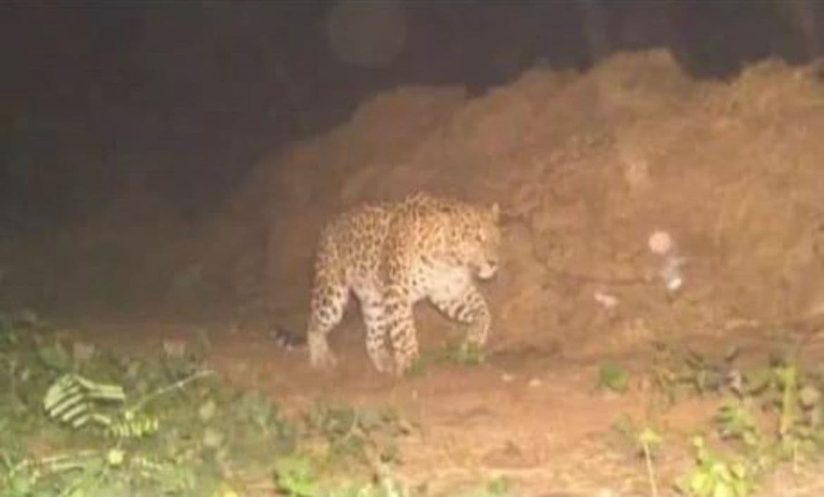 Kanpur News: IIT और NSI के बाद अब ऑर्डिनेंस पहुंचा तेंदुआ, अग्निवीरों में दहशत