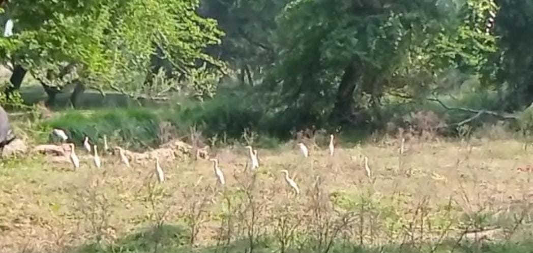 Gorakhpur News: गोरखपुर में प्रवासी पक्षियों ने डाला डेरा, रंग-बिरंगी चिड़ियों से खिल उठा वेटलैंड