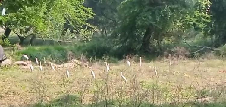 Gorakhpur News: गोरखपुर में प्रवासी पक्षियों ने डाला डेरा, रंग-बिरंगी चिड़ियों से खिल उठा वेटलैंड