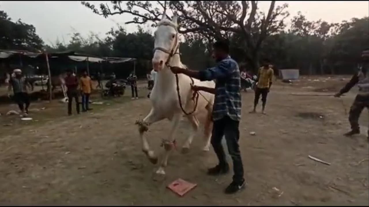 Sonpur Mela 2022: सोनपुर मेले में बाहुबली और सजनी का जलवा, जानें क्यों नहीं मिल रहे कोई खरीददार...