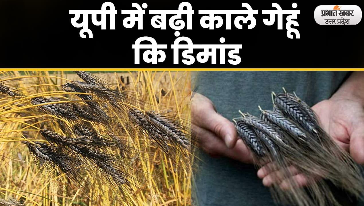 Black Wheat: काले गेहूं की खेती की तरफ बढ़ रहा यूपी के किसानों का रुझान