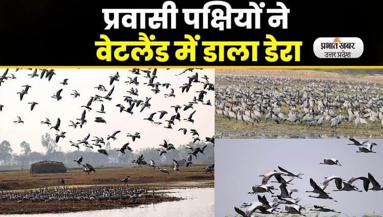 Gorakhpur Zoo : गोरखपुर में ठंड बढ़ने के साथ प्रवासी पक्षियों का वेटलैंड में डेरा