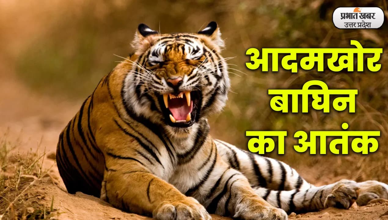 Lakhimpur में आतंक मचाने वाली खूंखार बाघिन वन विभाग के पिंजड़े में कैद