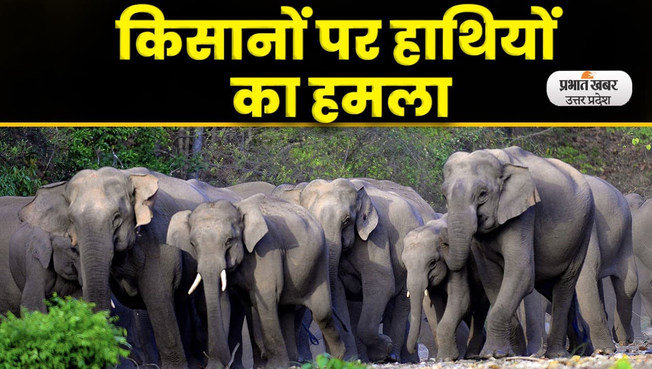 Lakhimpur News: लखीमपुर में हाथियों का कहर, दो किसानों को रौंदा