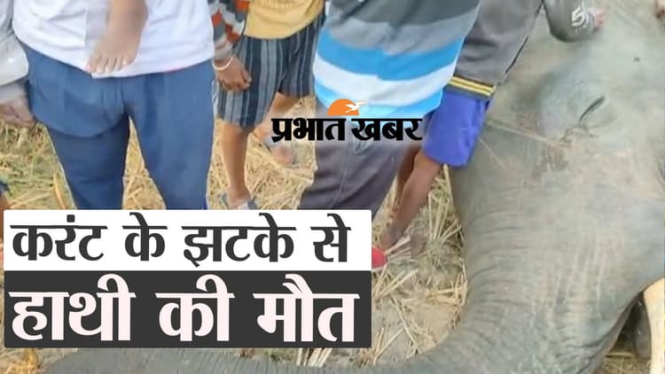 करंट के झटके से हाथी की मौत