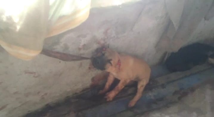 Bareilly Crime: शराबी युवकों ने की शर्मनाक हरकत, पिल्लों की पूंछ और कान काटे, जानें फिर क्या हुआ...