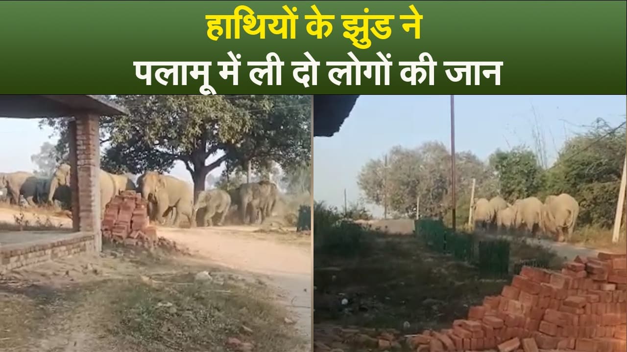 हाथियों के झुंड ने पलामू में ली दो लोगों की जान