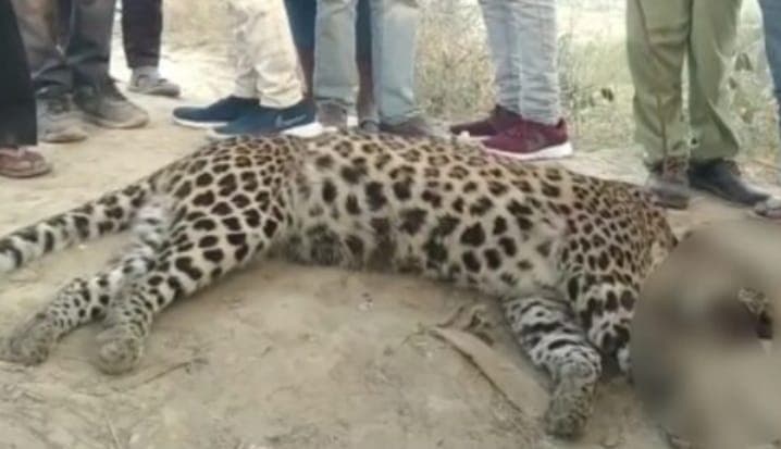 बरेली में हाईवे पर अज्ञात वाहन की टक्कर से तेंदुए की मौत, पोस्टमार्टम को आईवीआरआई भेजा