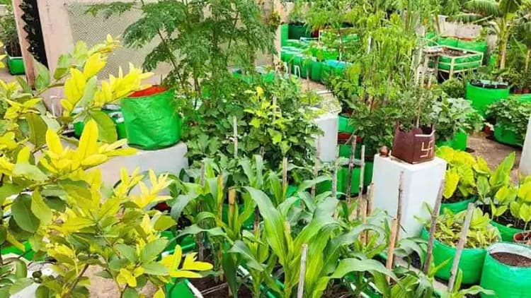 Bihar: घर की छत पर उगाएं आम-अमरूद समेत कई प्रकार की सब्जियां, जानें फ्रूट गार्डेनिंग का नया तरीका