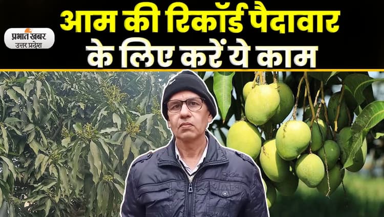 Malihabadi Mango : किसान आम की रिकॉर्ड पैदावार के लिए अभी से करें ये काम