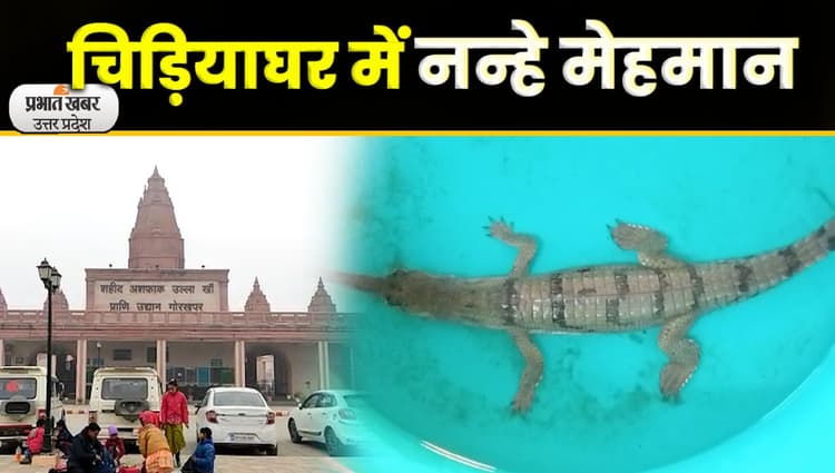 Gorakhpur News : चिड़ियाघर में नन्हे मेहमान लोगों का करेंगे मनोरंजन