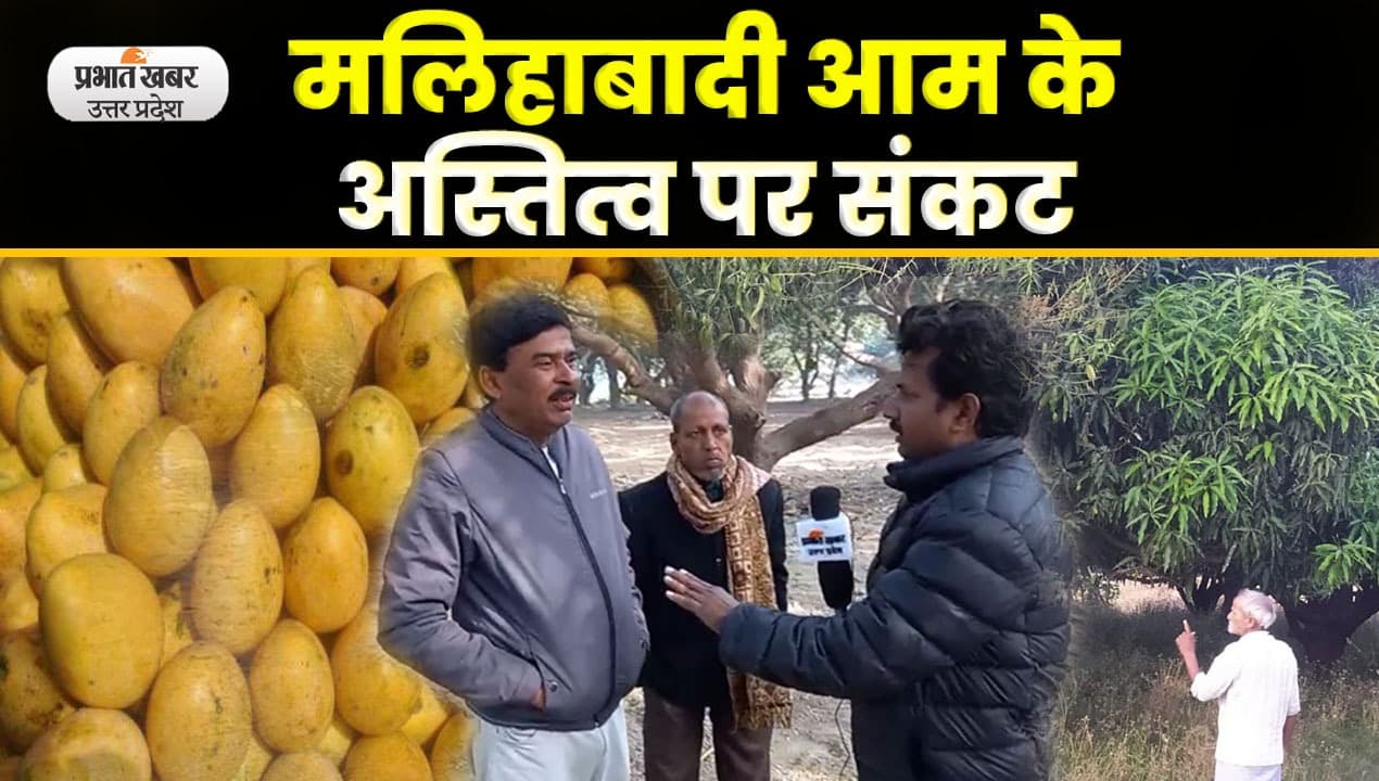 Malihabadi Mango : मलिहाबाद के किसानों का आम की बागवानी से मोह भंग