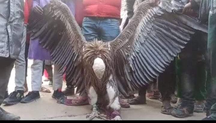 कानपुर में मिला हिमालयन गिद्ध, 5 फीट लंबे हैं पंख, पब्लिक ने पकड़कर वन विभाग को सौंपा,  मादा की तलाश जारी...