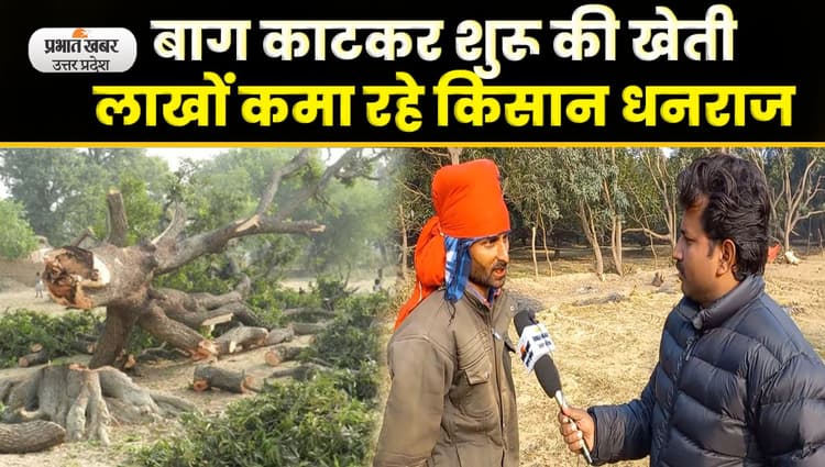 Malihabad Mango Farmer : आम के बाग काटकर किसान ने शुरू की खेती, कमाई लाखों में