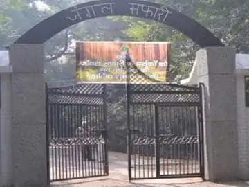 Kanpur News: एक बार फिर से दर्शकों के लिए खुला जंगल सफारी, पहले दिन सुनाई दी शेर की दहाड़